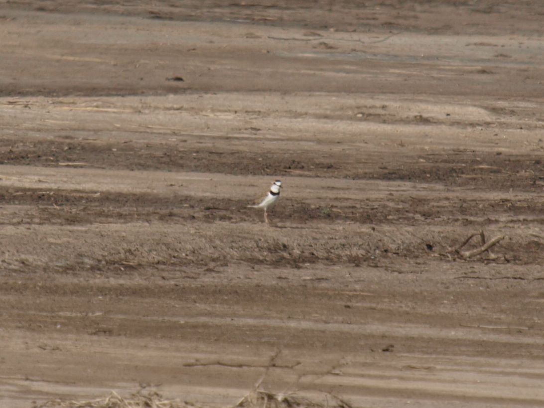 Collared Plover - ML630411804
