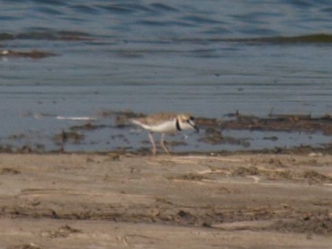 Collared Plover - ML630411805