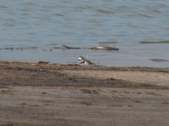 Collared Plover - ML630411806