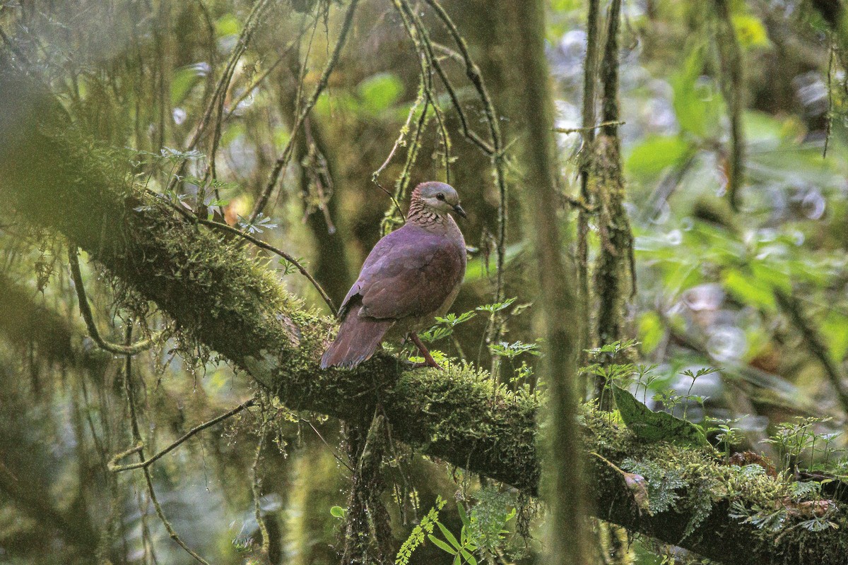 White-faced Quail-Dove - ML630412070