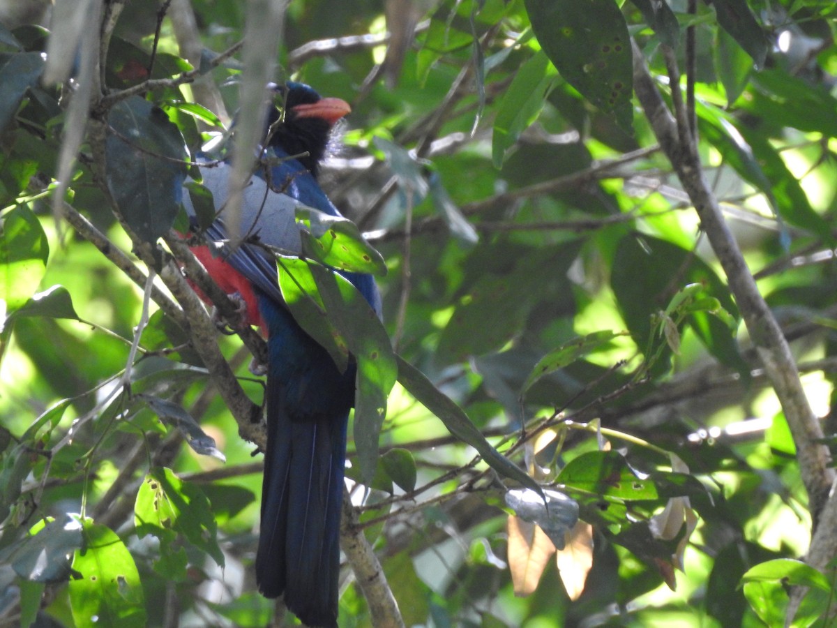 oransjenebbtrogon - ML630412615