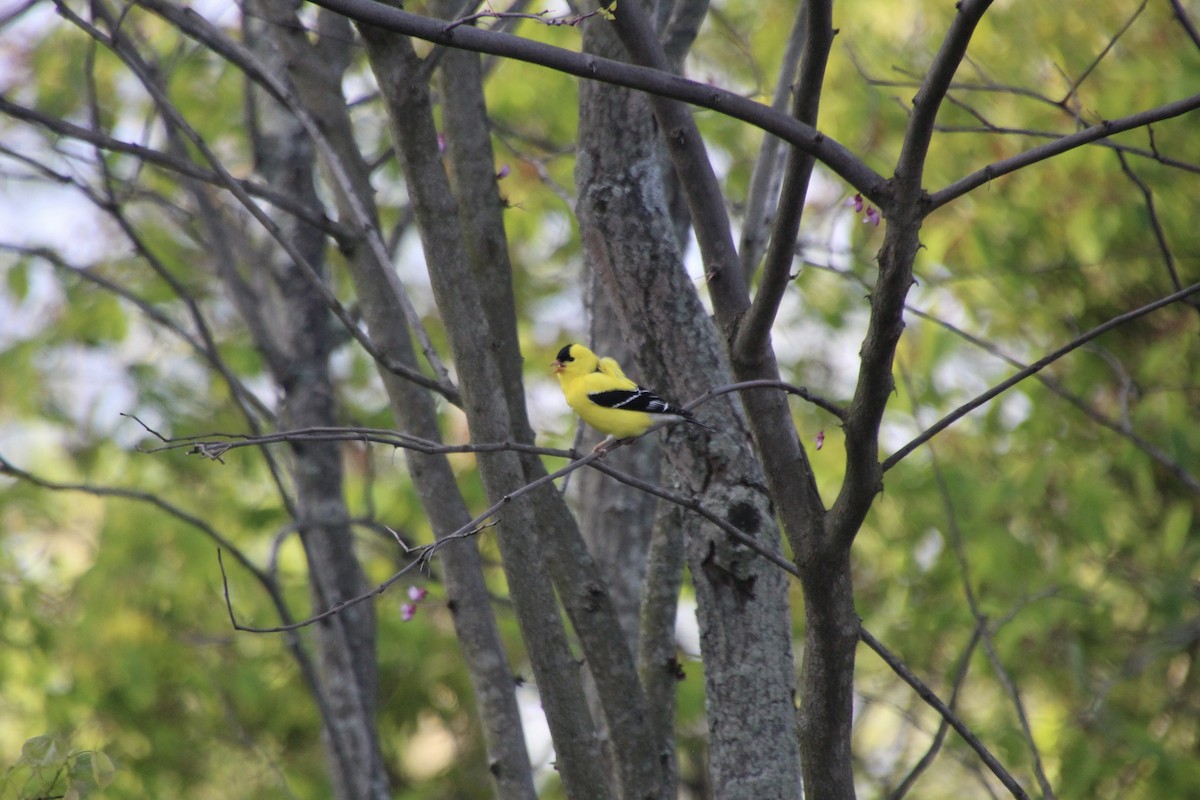 American Goldfinch - ML630412651
