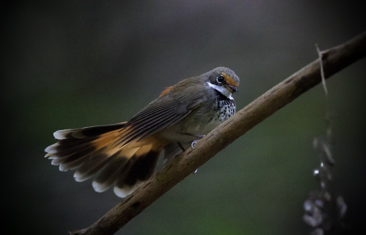 Australian Rufous Fantail - ML630412679