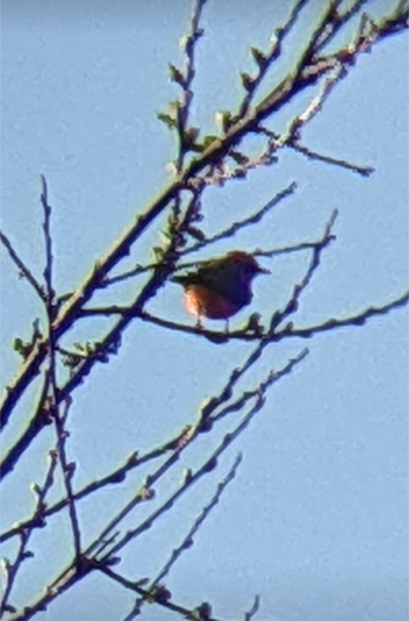 Vermilion Flycatcher - ML630412705