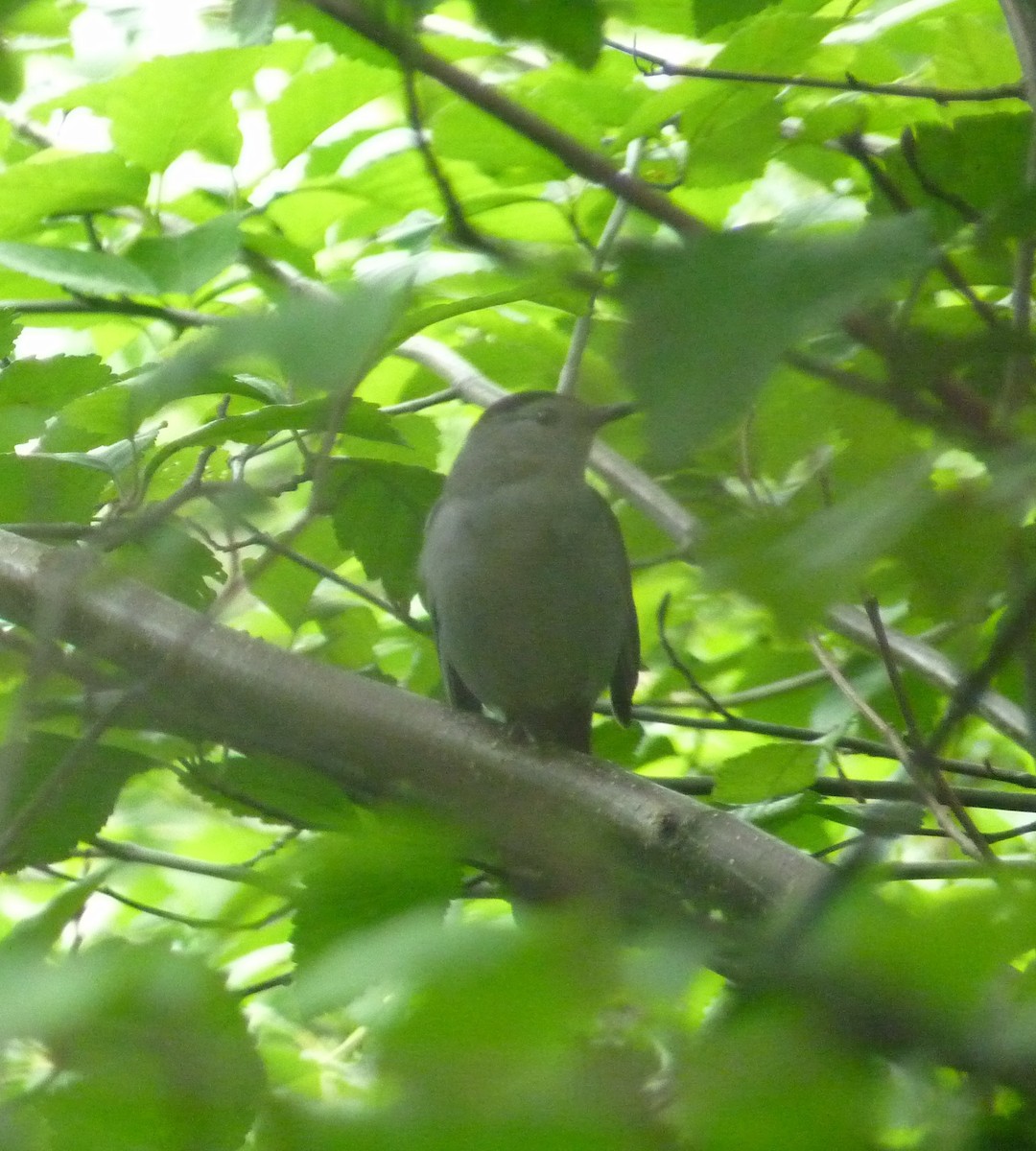 Gray Catbird - ML63041271