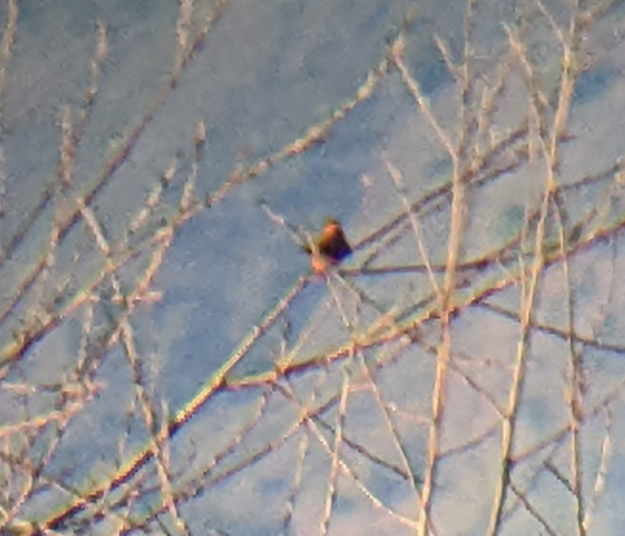 Vermilion Flycatcher - ML630412723