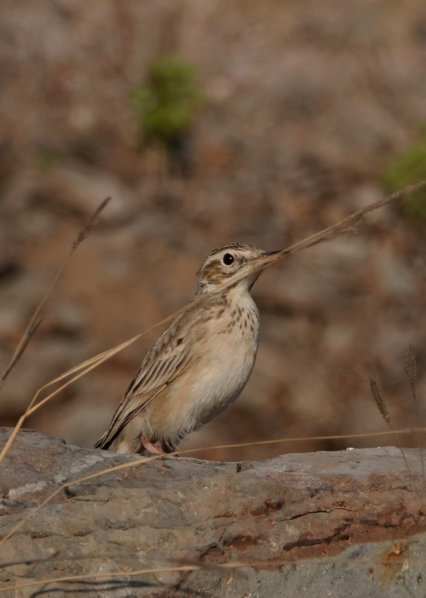 Richard's Pipit - ML630412744