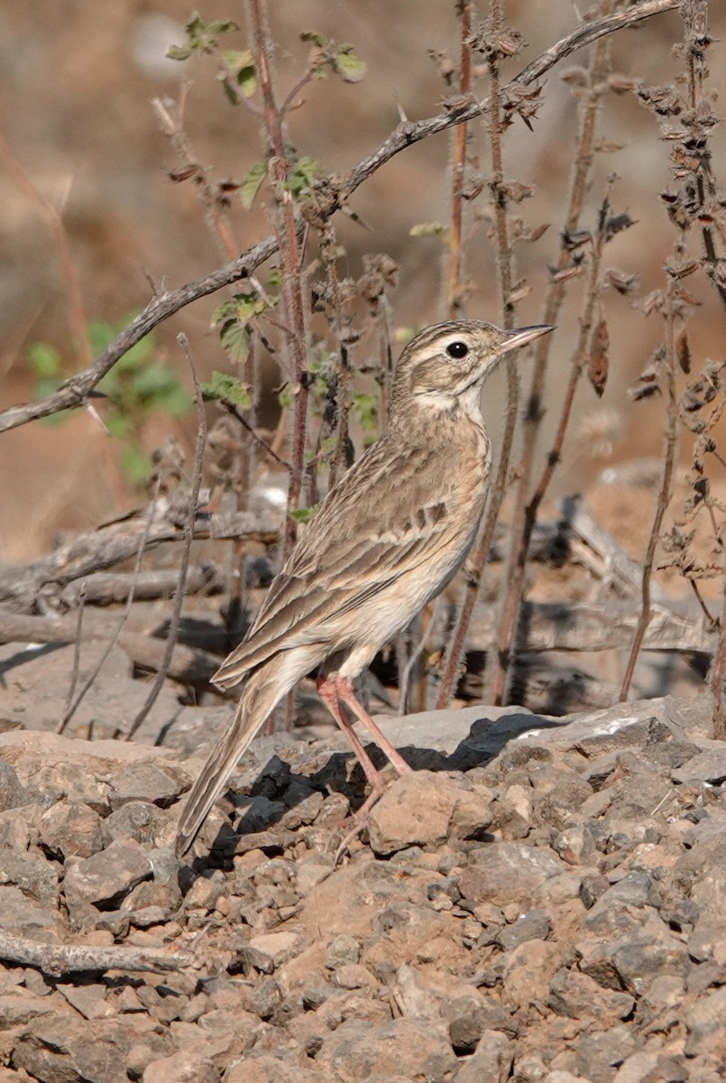 Richard's Pipit - ML630412745