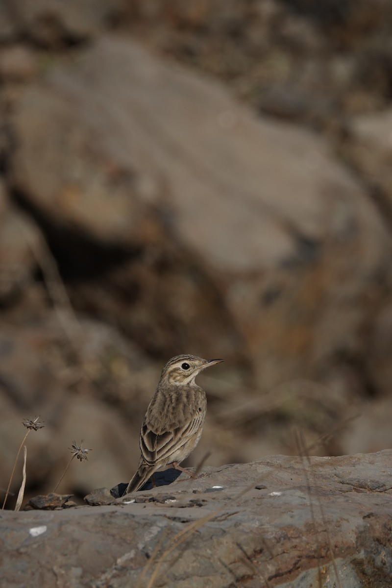 Richard's Pipit - ML630412761