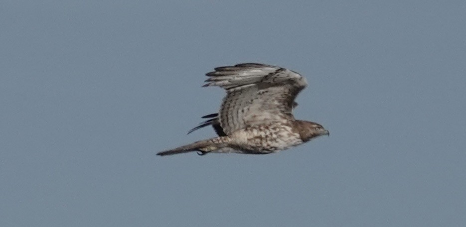 Red-tailed Hawk - ML630412770