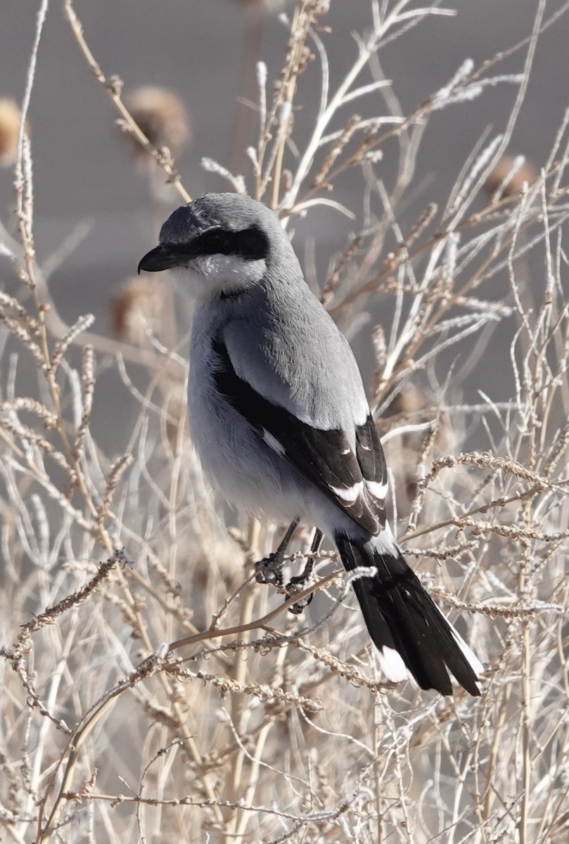 Loggerhead Shrike - ML630412776
