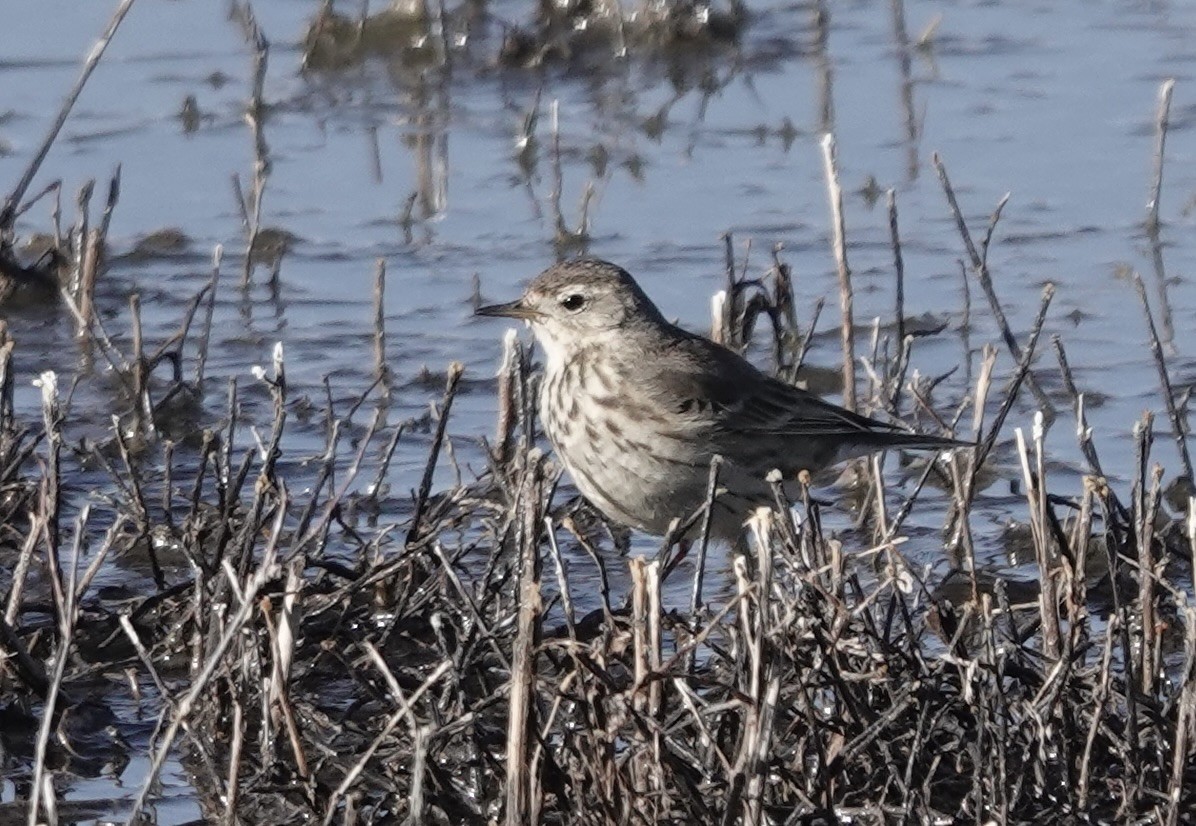 American Pipit - ML630412793