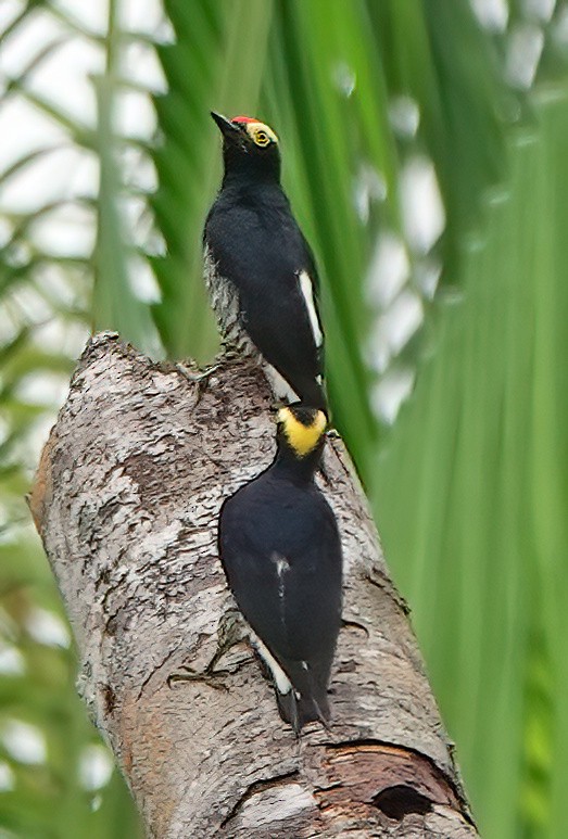 Yellow-tufted Woodpecker - ML630412929