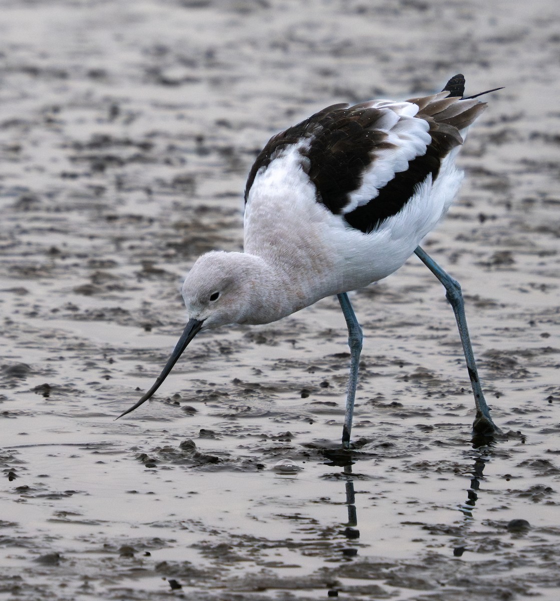 American Avocet - ML630413117
