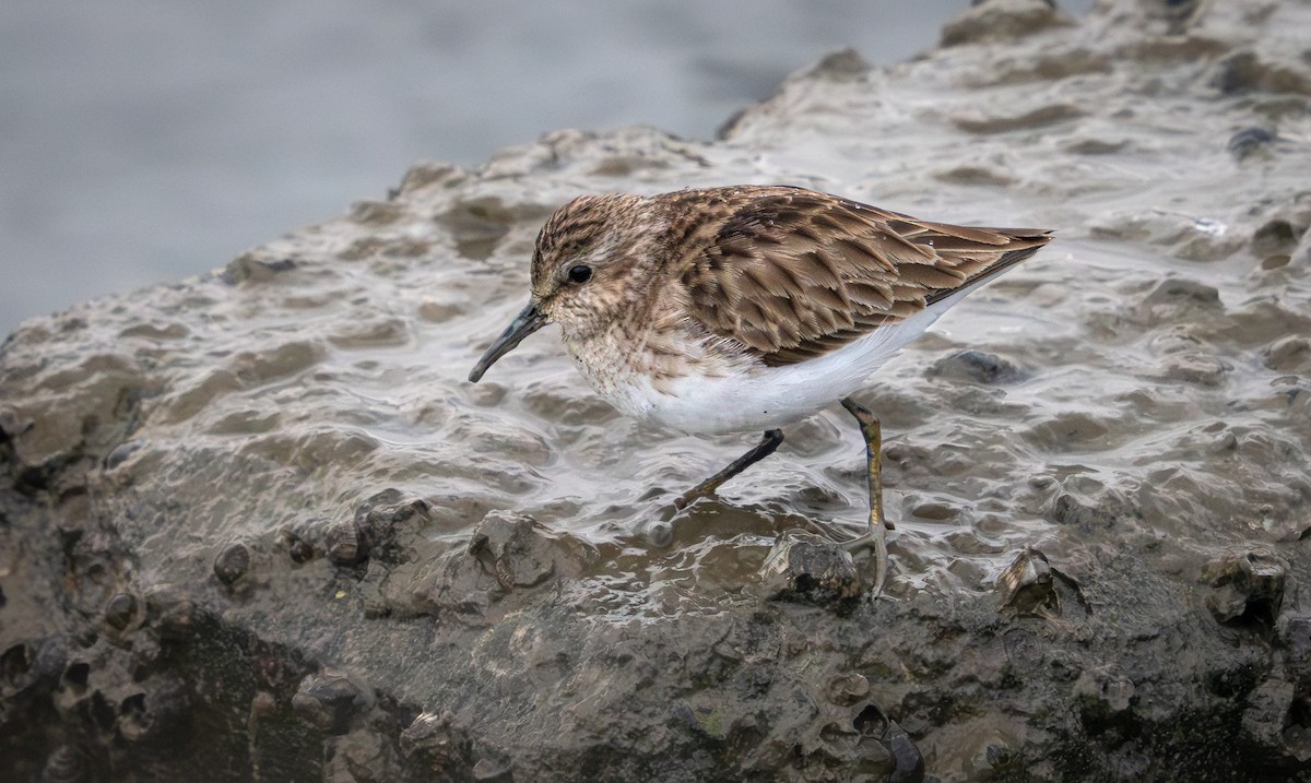 Least Sandpiper - ML630413135