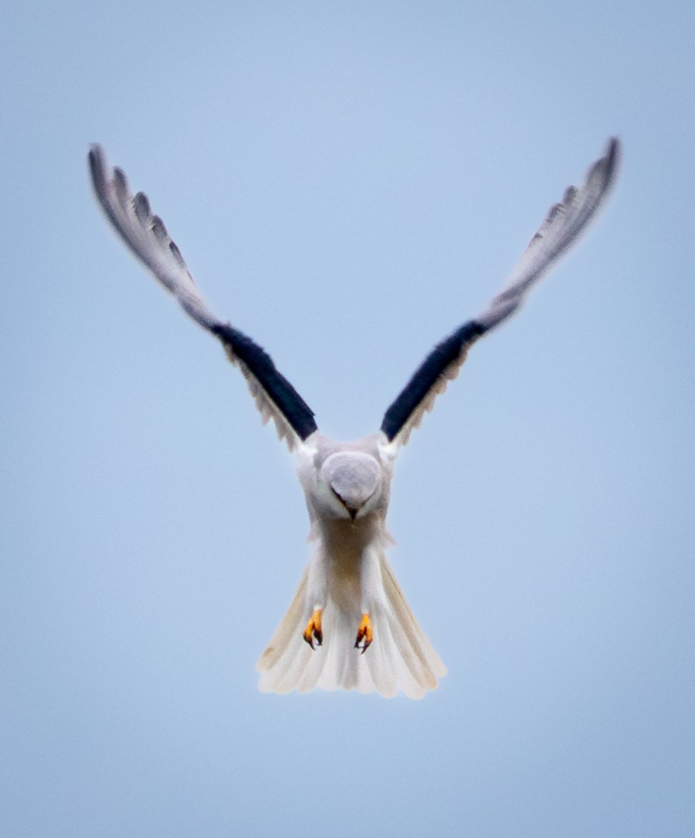 White-tailed Kite - ML630413142
