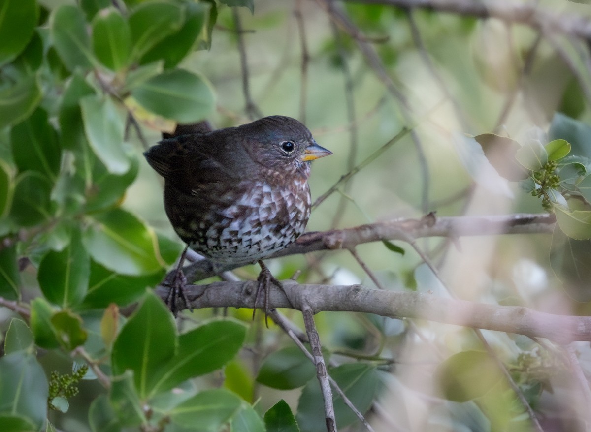 Fox Sparrow - ML630413155