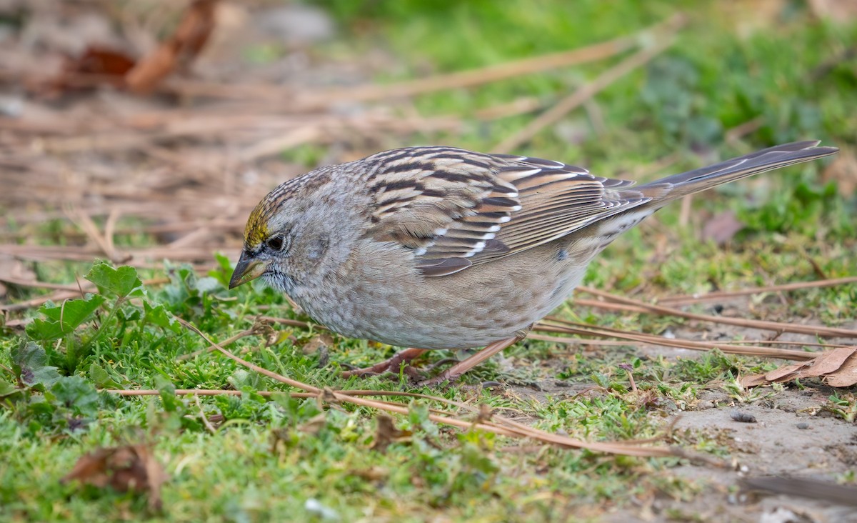 Golden-crowned Sparrow - ML630413167