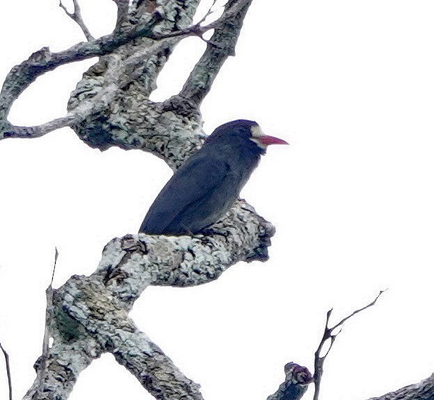 White-fronted Nunbird - ML630413362