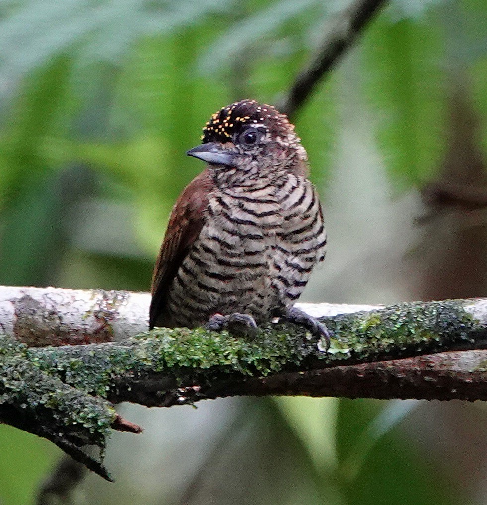 Orinoco Piculet - ML630413369