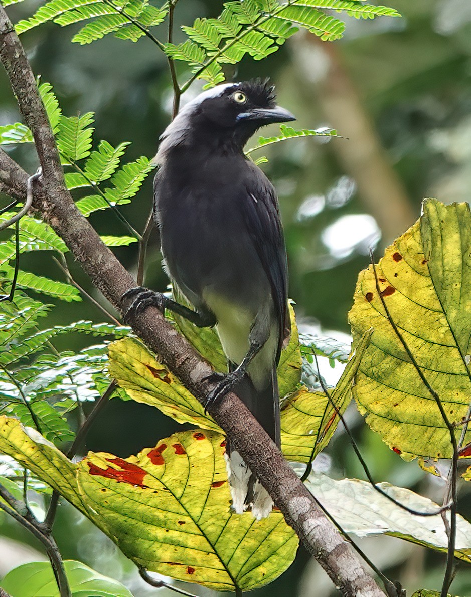 Azure-naped Jay - ML630413388