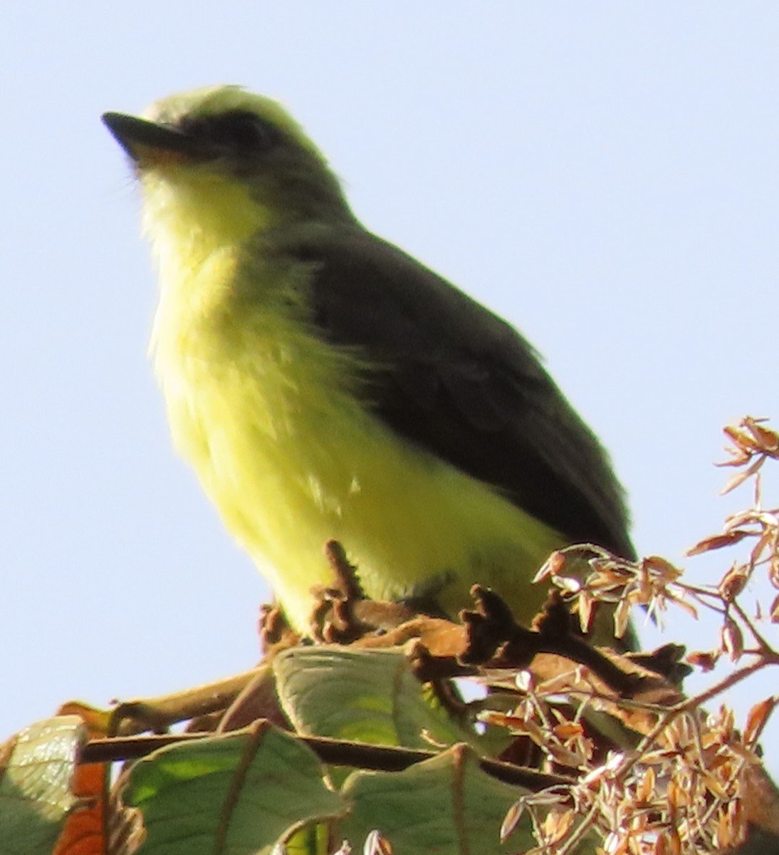 Lemon-browed Flycatcher - ML630413422