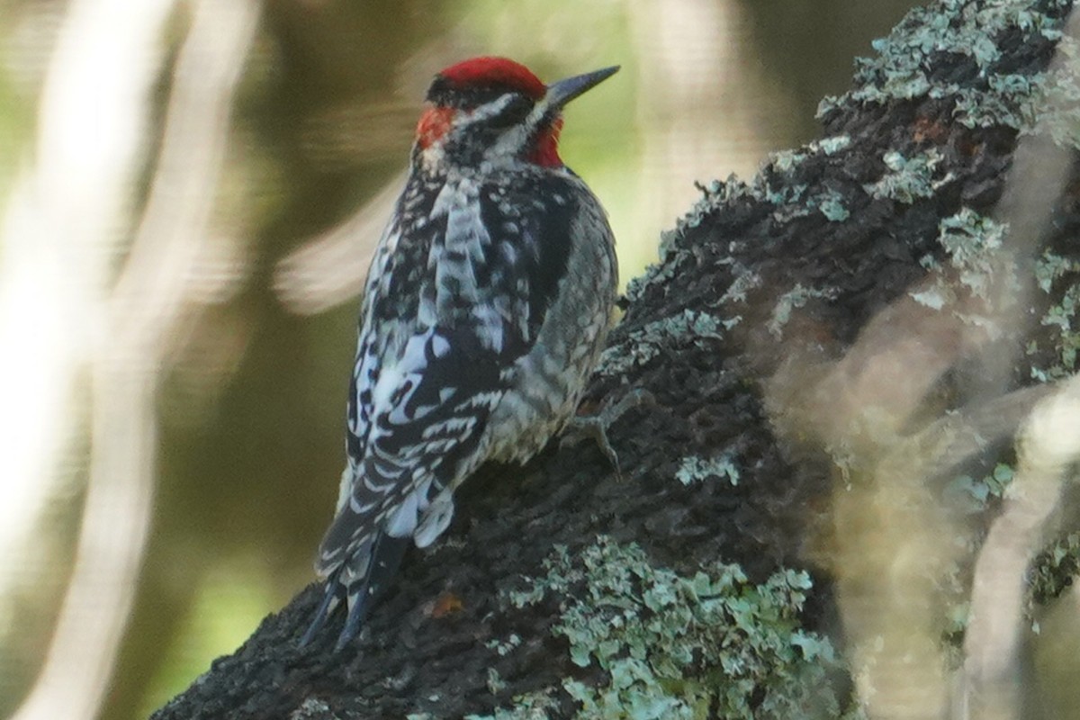 Pic à nuque rouge - ML630413695