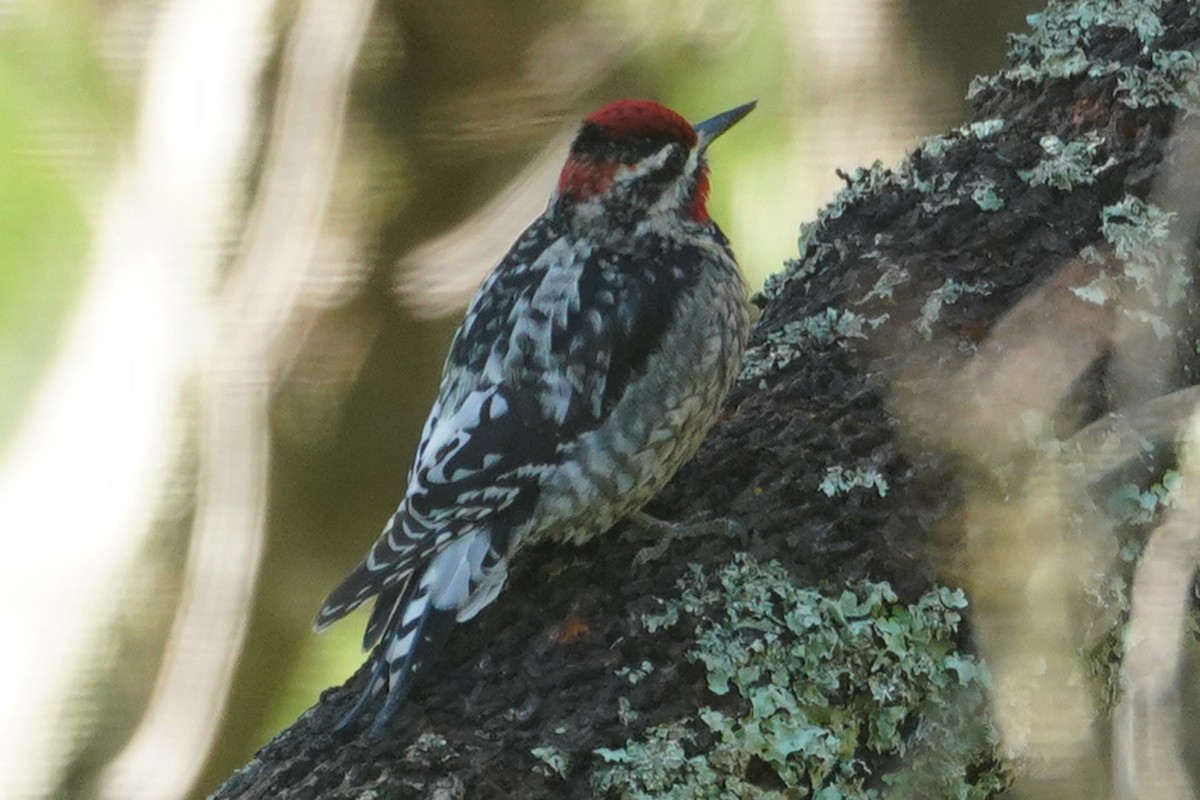 Pic à nuque rouge - ML630413696