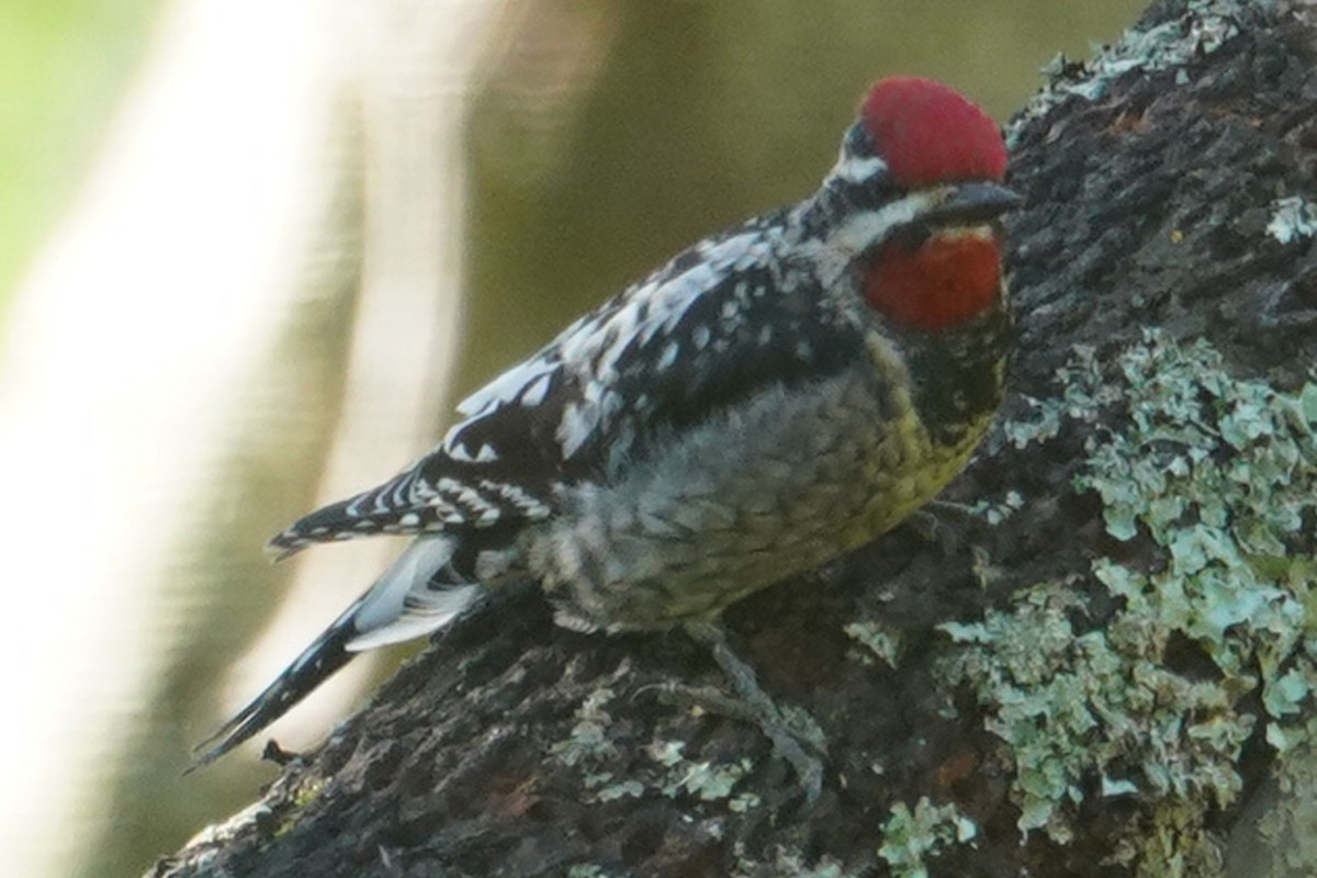 Pic à nuque rouge - ML630413697