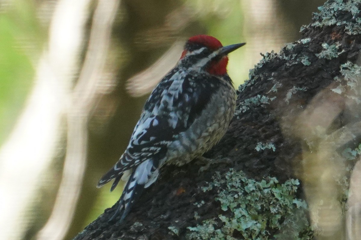 Pic à nuque rouge - ML630413698