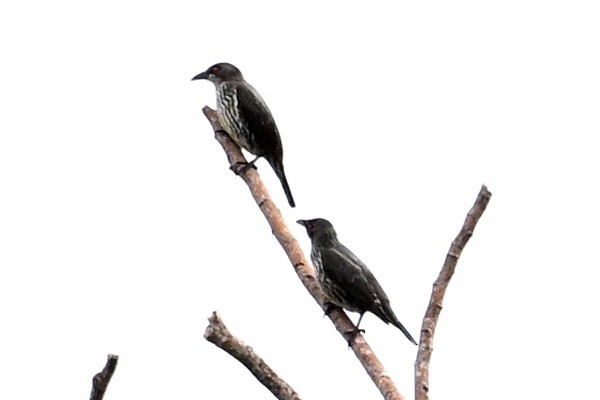 Asian Glossy Starling - ML630413825