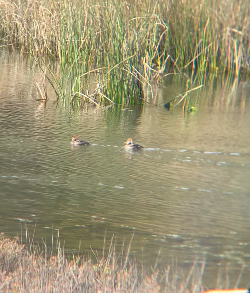 Hooded Merganser - ML630413829