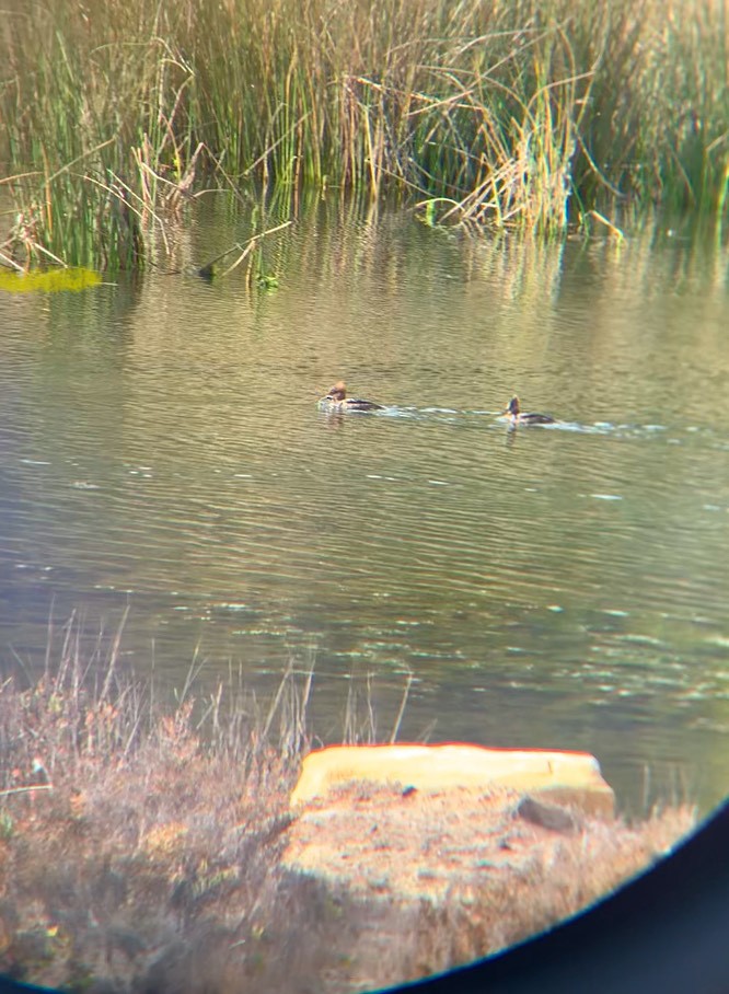 Hooded Merganser - ML630413830