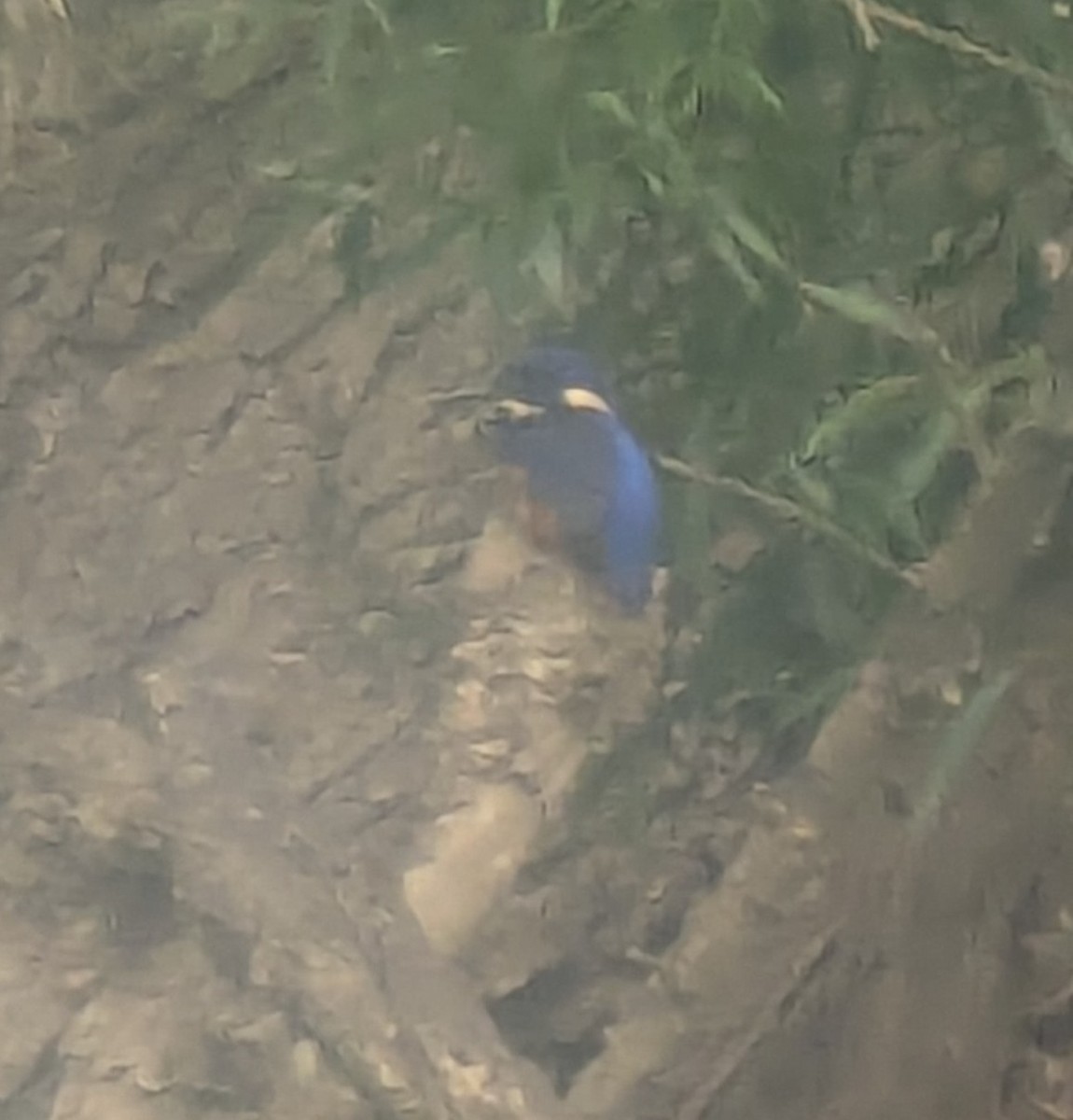 Azure Kingfisher - ML630413954