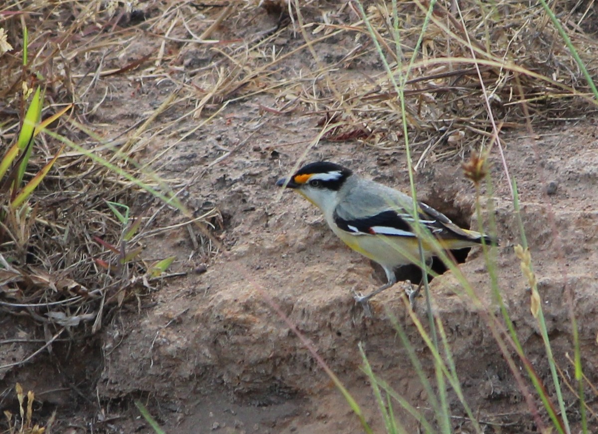 Streifenpanthervogel [melanocephalus-Gruppe] - ML630414049