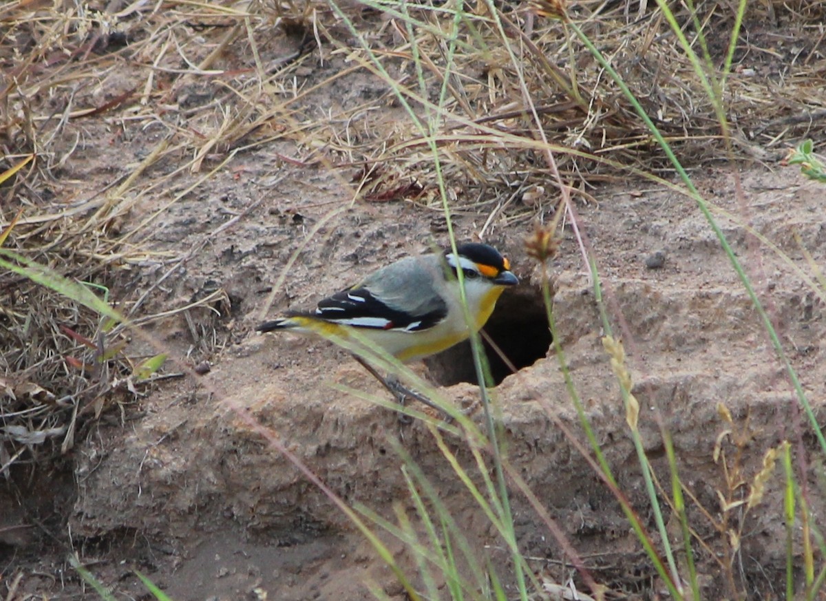Streifenpanthervogel [melanocephalus-Gruppe] - ML630414050
