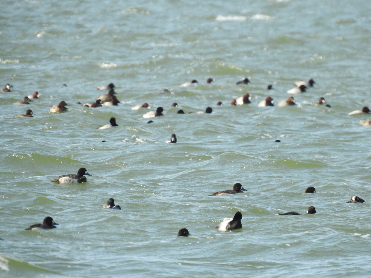 Greater Scaup - ML630414062