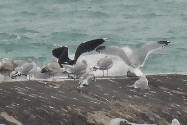 racek mořský - ML630414138