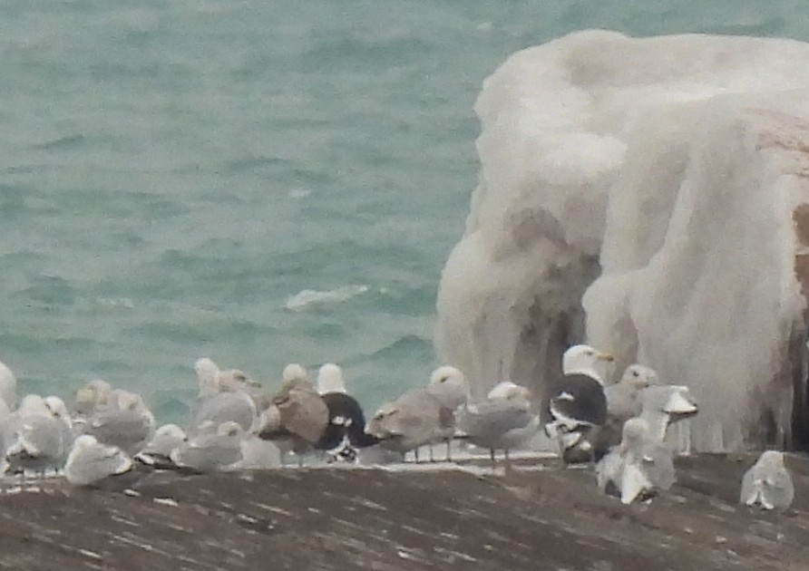 racek mořský - ML630414145