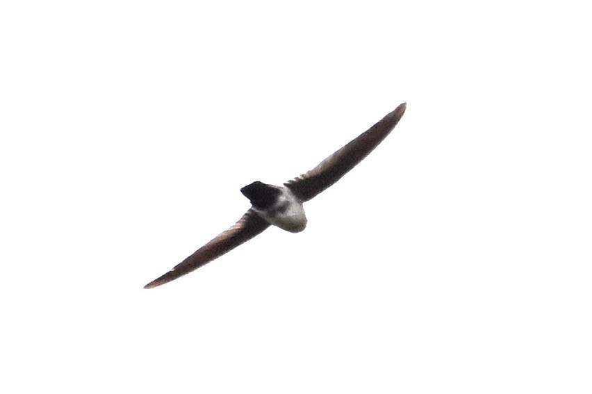swiftlet sp. - ML630414197