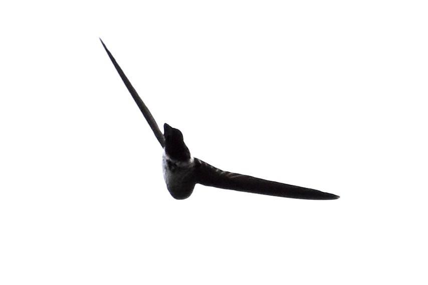 swiftlet sp. - ML630414198