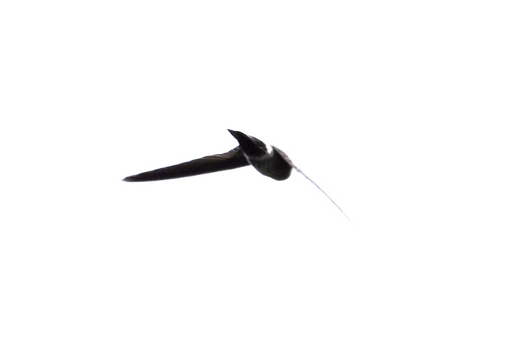 swiftlet sp. - ML630414199