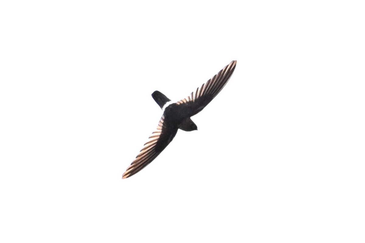 swiftlet sp. - ML630414200