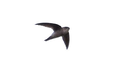 swiftlet sp. - ML630414201