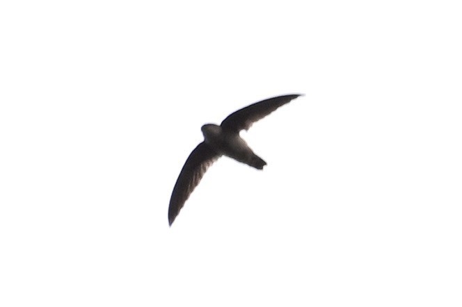 swiftlet sp. - ML630414202