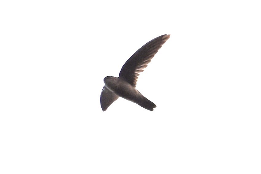 swiftlet sp. - ML630414203