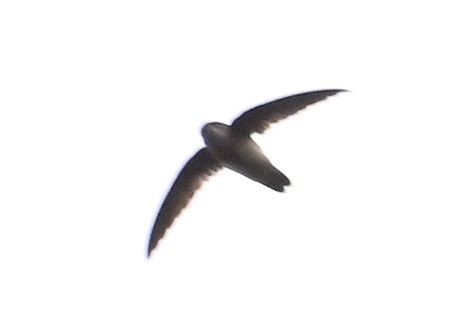 swiftlet sp. - ML630414204