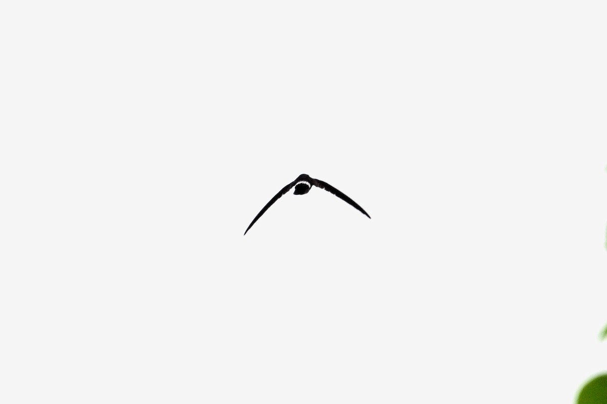 swiftlet sp. - ML630414205
