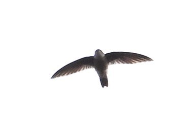 swiftlet sp. - ML630414206
