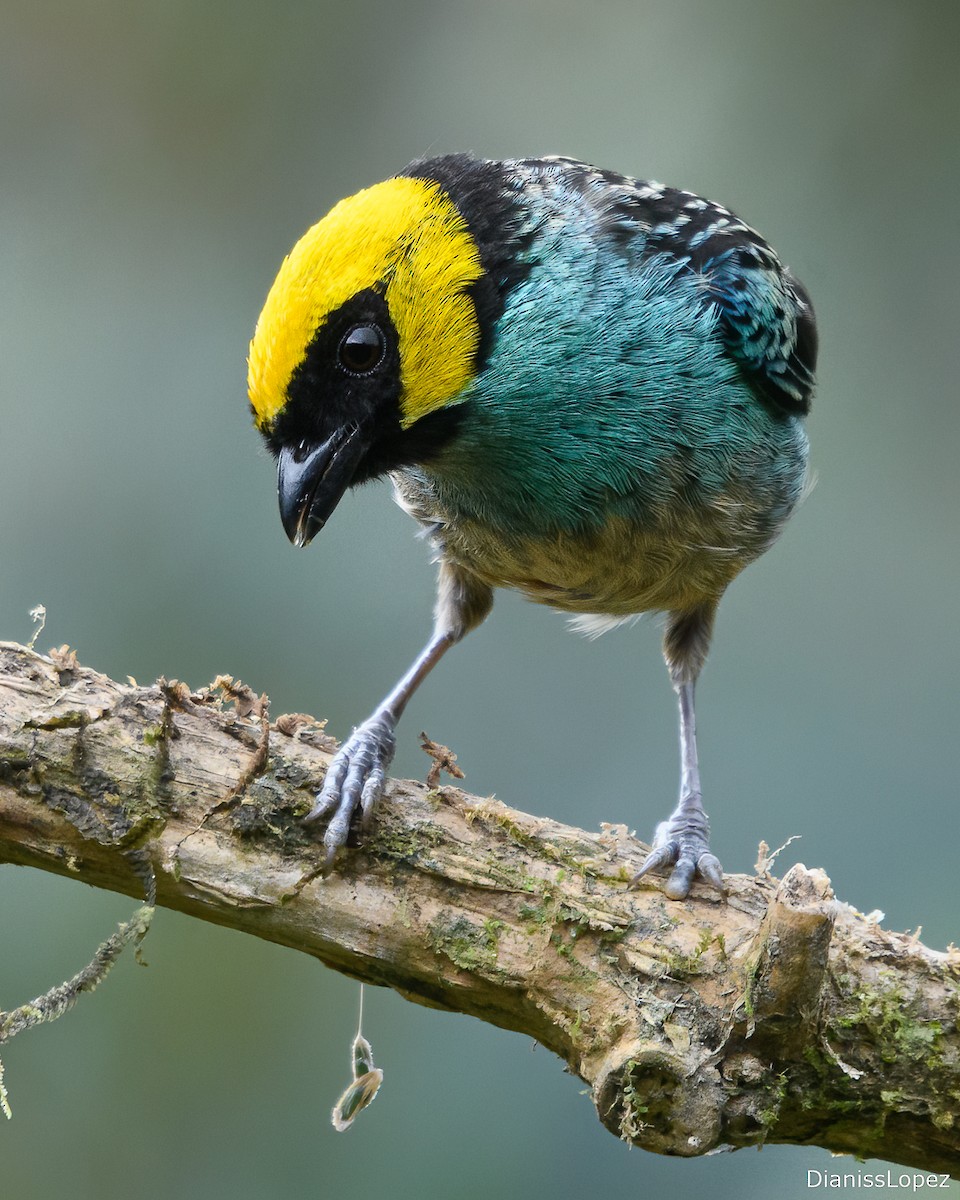 Saffron-crowned Tanager - Diana López G